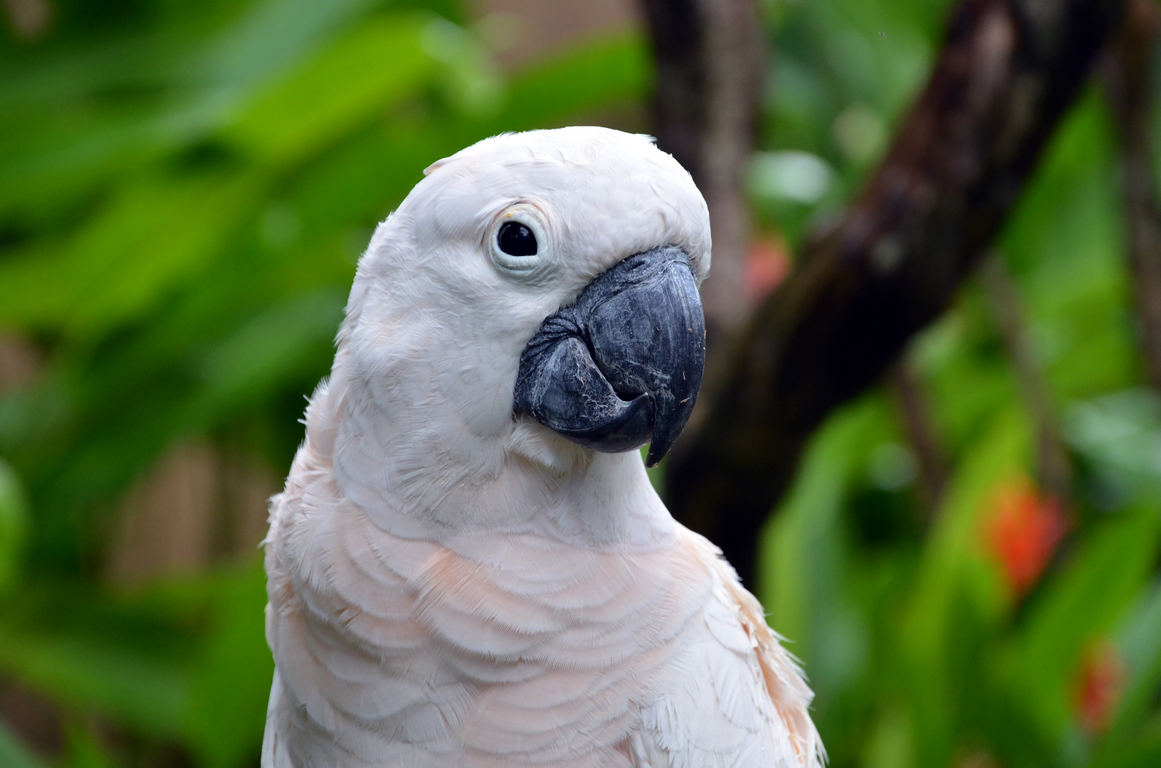 papagei-in-weiss