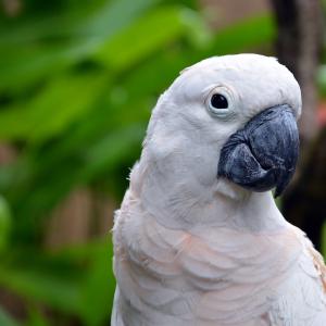 papagei-in-weiss thumbnail