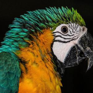 papagei-portrait thumbnail