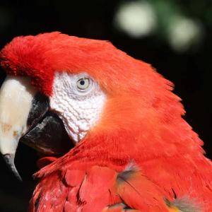 papagei-rosalinda thumbnail